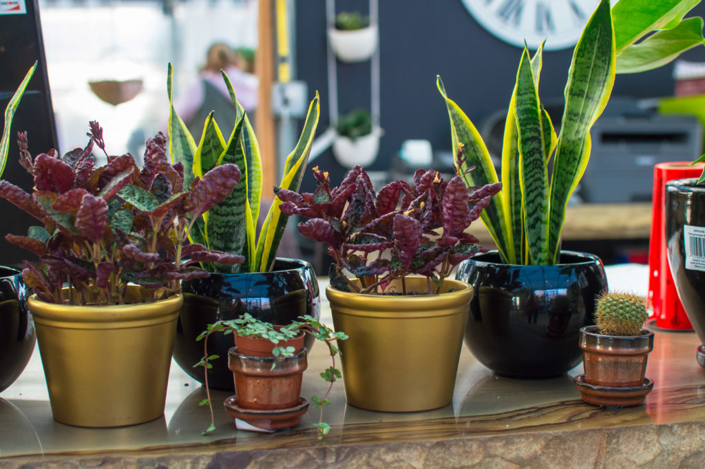 Houseplant Pots Sansevieria