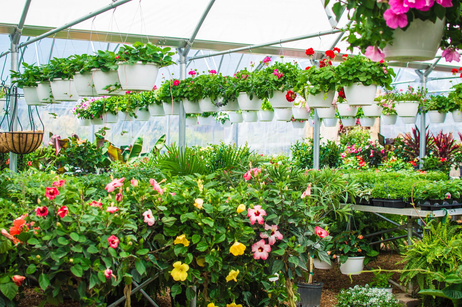 Garden Center & Greenhouses - Chesterfield Valley Nursery