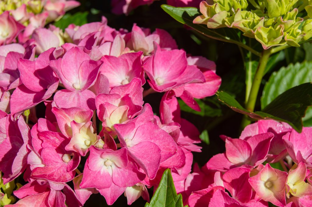 Glowing Embers Hydrangeas