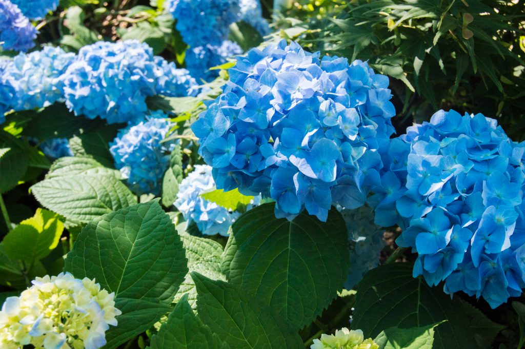 Endless Summer Hydrangea