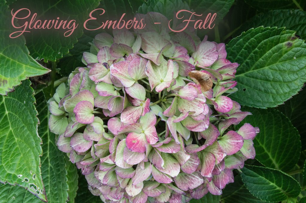 Bloomstuck Hydrangeas in Fall