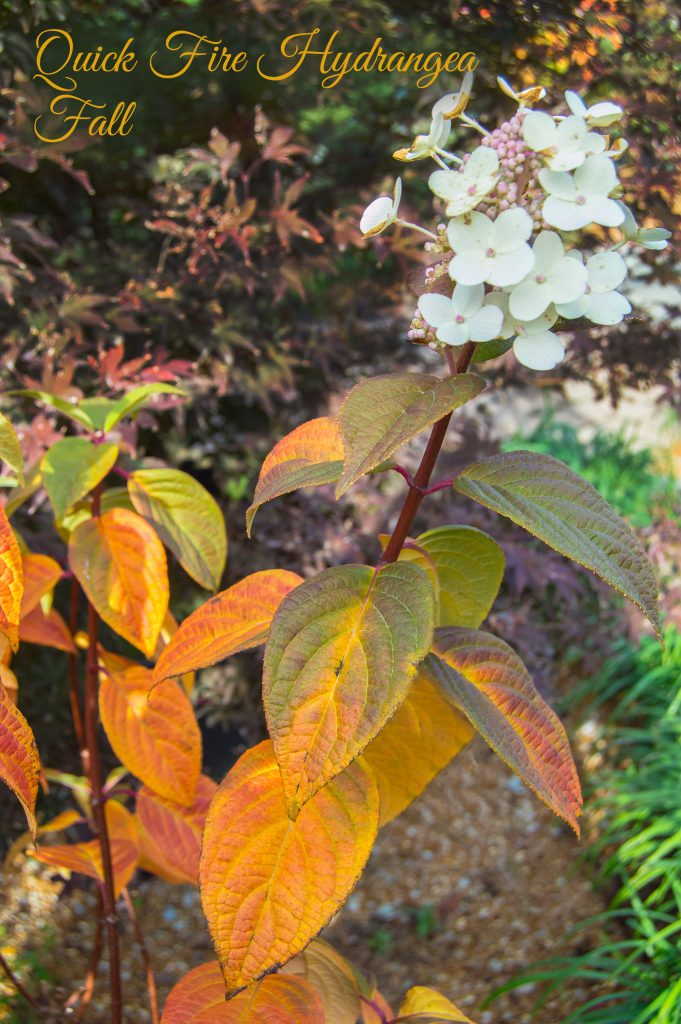 Fall Hydrangeas - Quick Fire