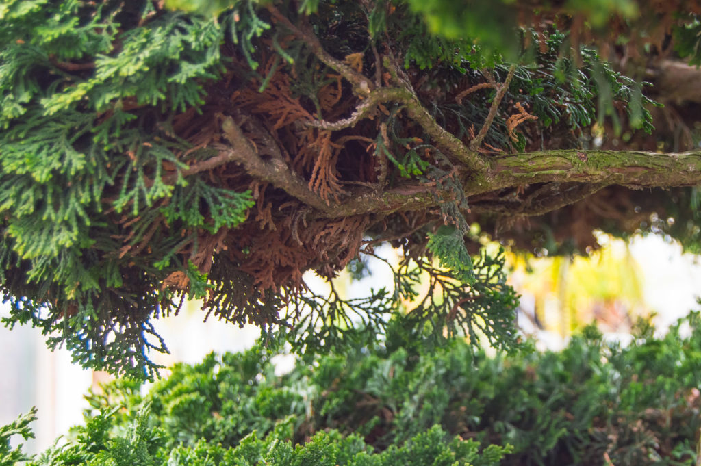 Natural Shedding on Chamaecyparis