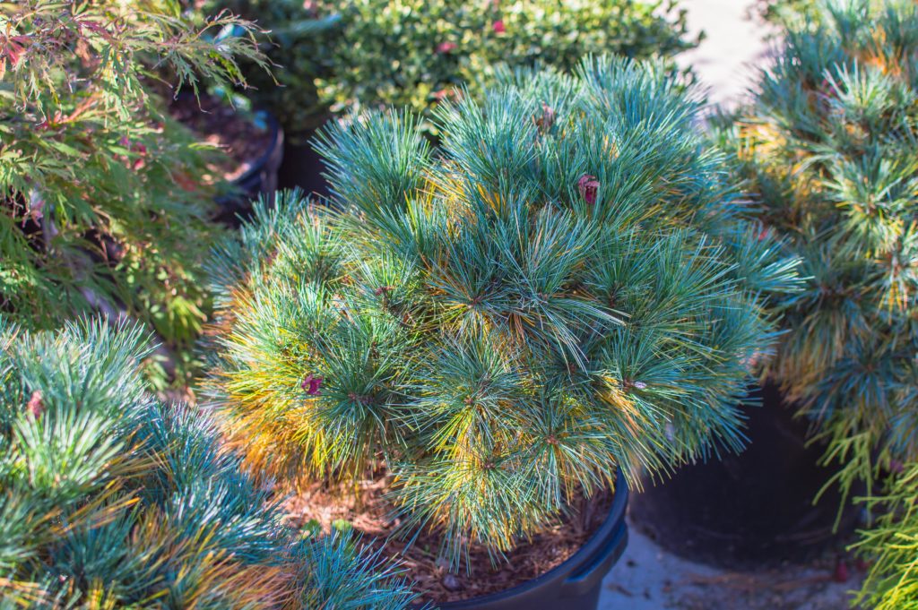 Fall Shedding on Blue Shag Pine