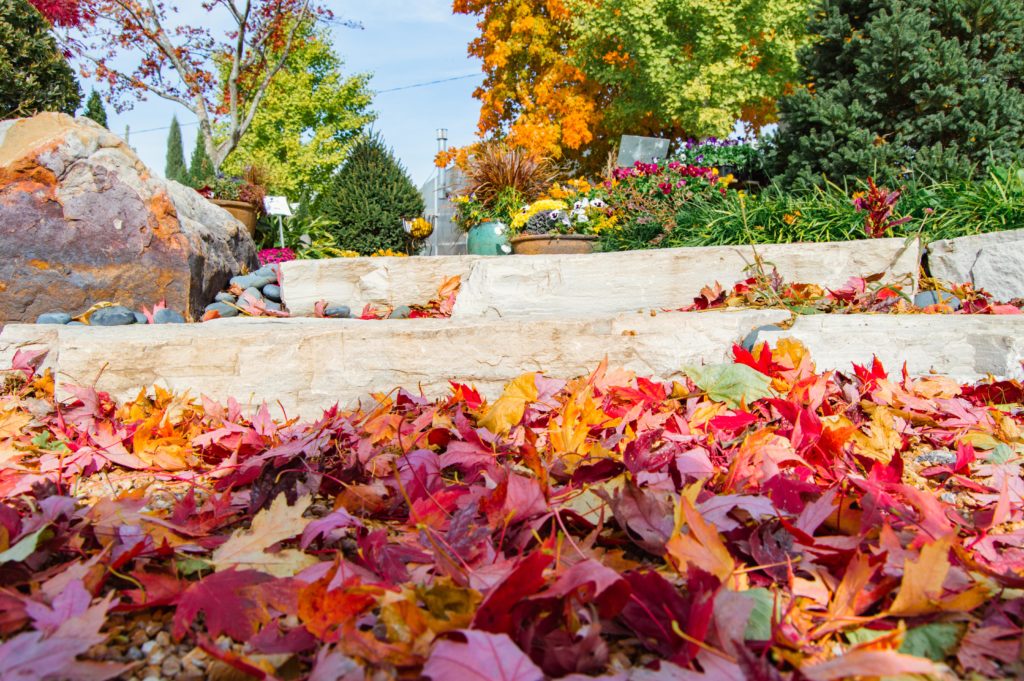 Leaf Clean Up