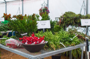 Live Winterberry, Boxwood, and Juniper Winter Cuttings