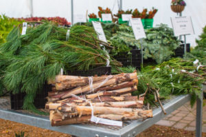 Live Princess Pine, Incense Cedar, and Silver Fir Cuttings, and Birch Branches