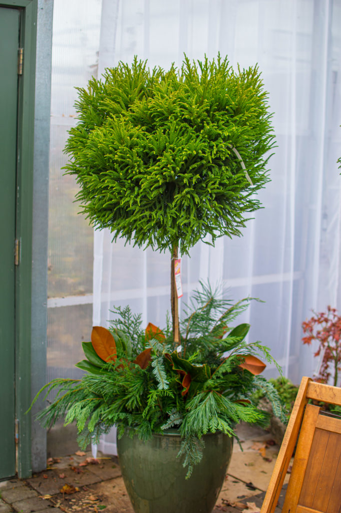 Cryptomeria on a standard with live evergreen cuttings