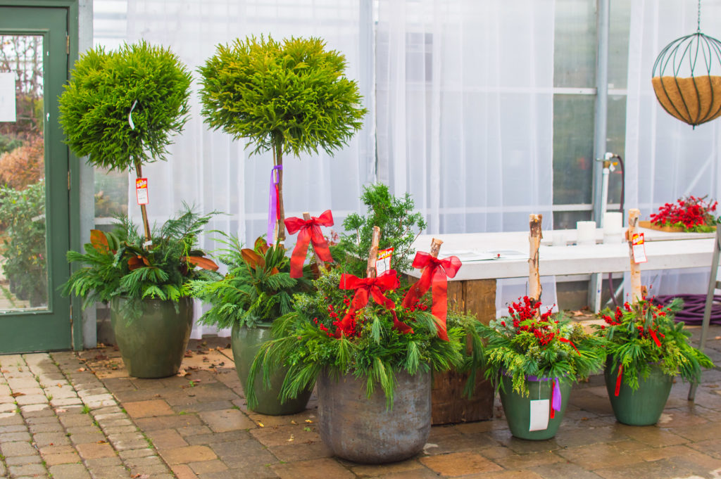 Winter and Christmas Planters with Live Evergreen Cuttings and Birch Branches