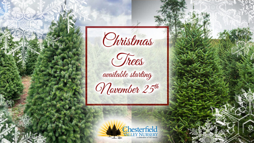 Fresh cut Christmas Trees available starting November 25