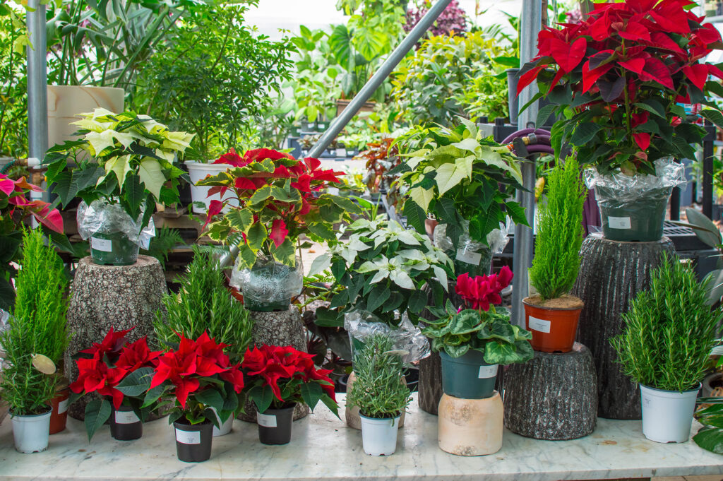 Poinsettias and other indoor winter decor plants available in our Garden Center