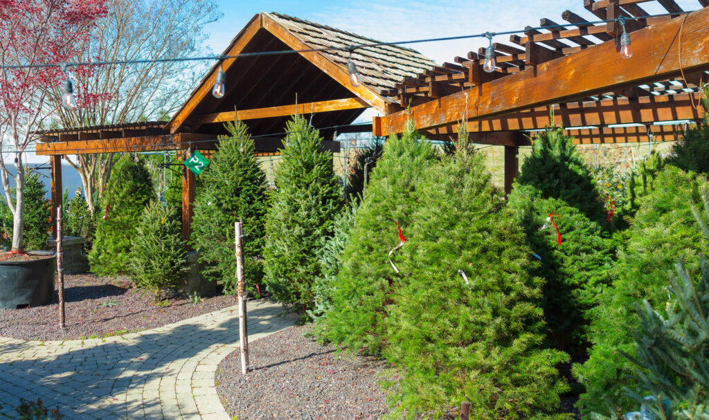 Fresh cut Christmas Trees available starting November 25