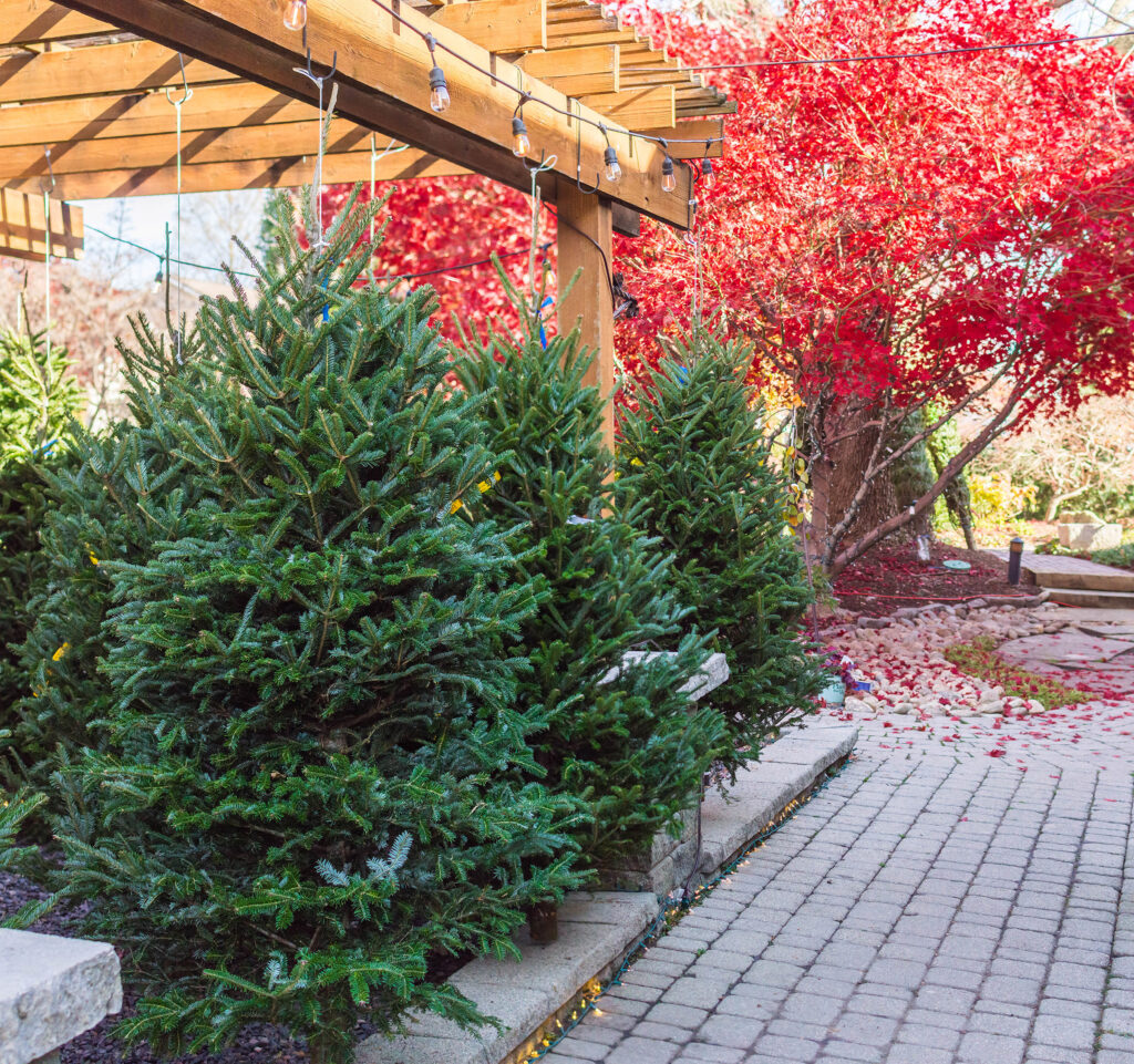 Fresh cut Christmas Trees available starting November 25